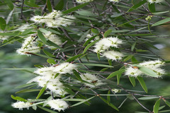 Melaleuca leucadendra
